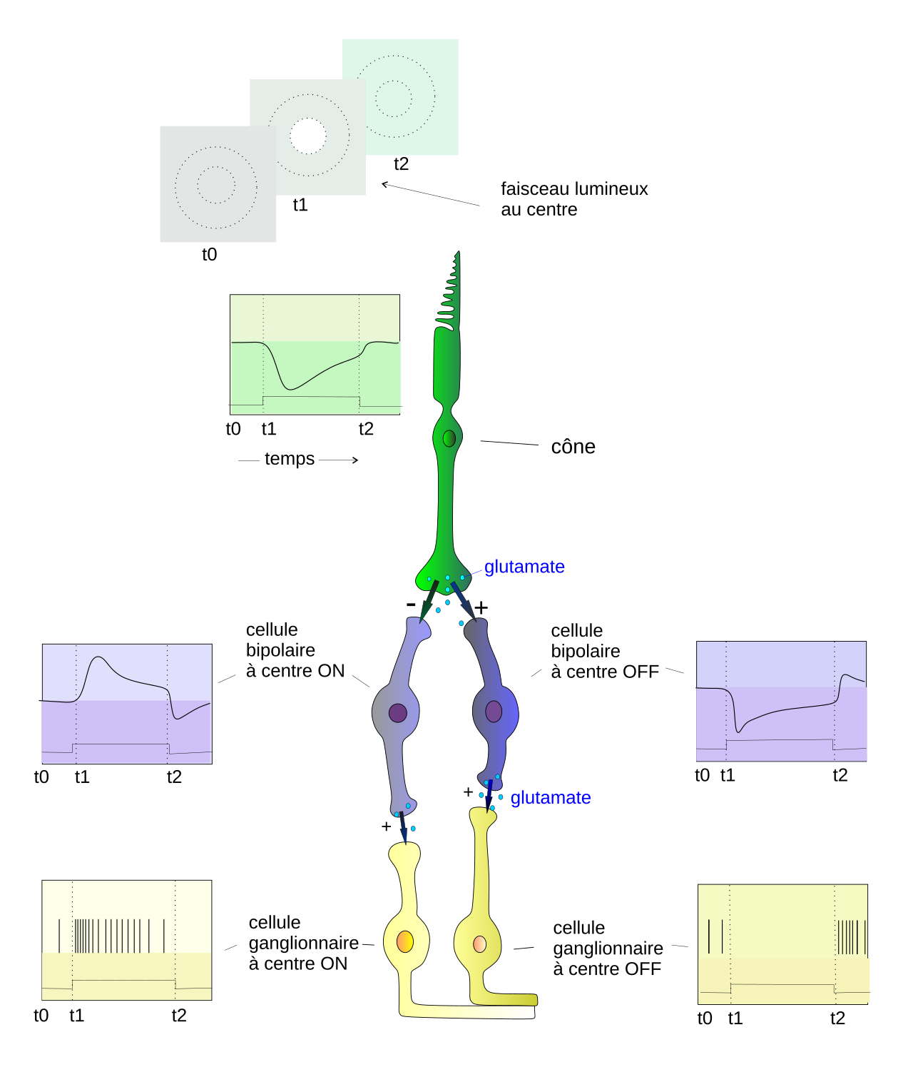 Cone of Vision