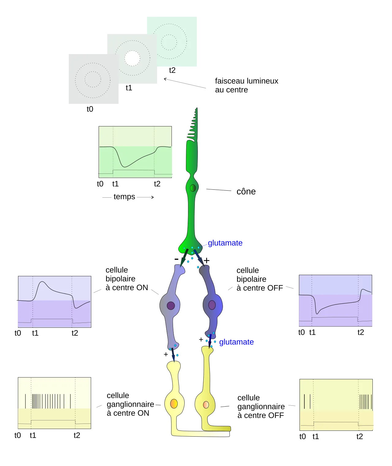 Cone of Vision